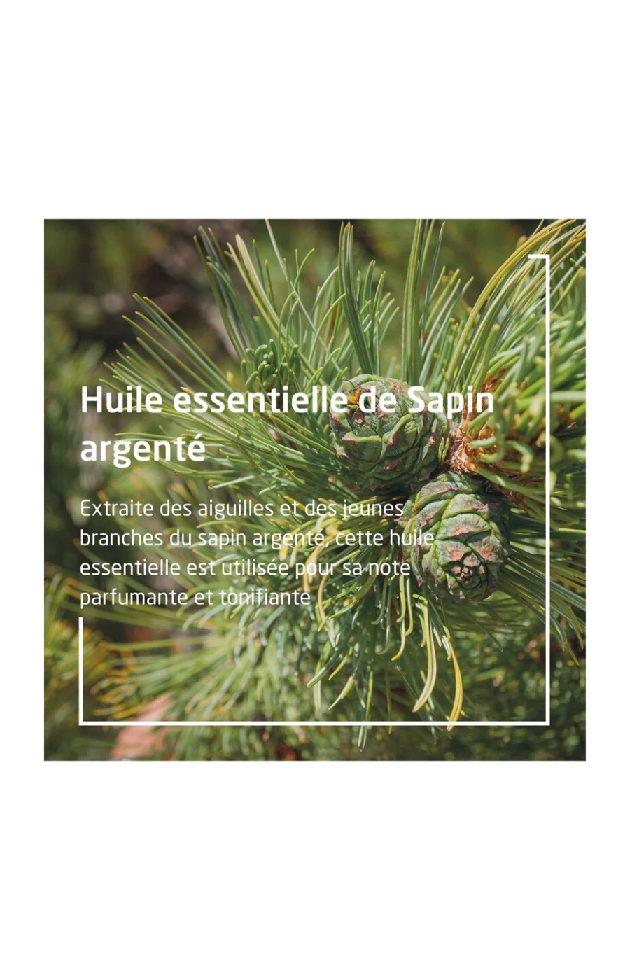 Bain revitalisant - Sapin - 200 ml - Image 3