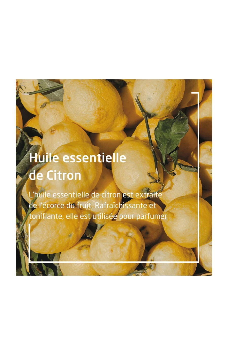 Déodorant roll-on 24h - Citrus - 50 ml - Image 3