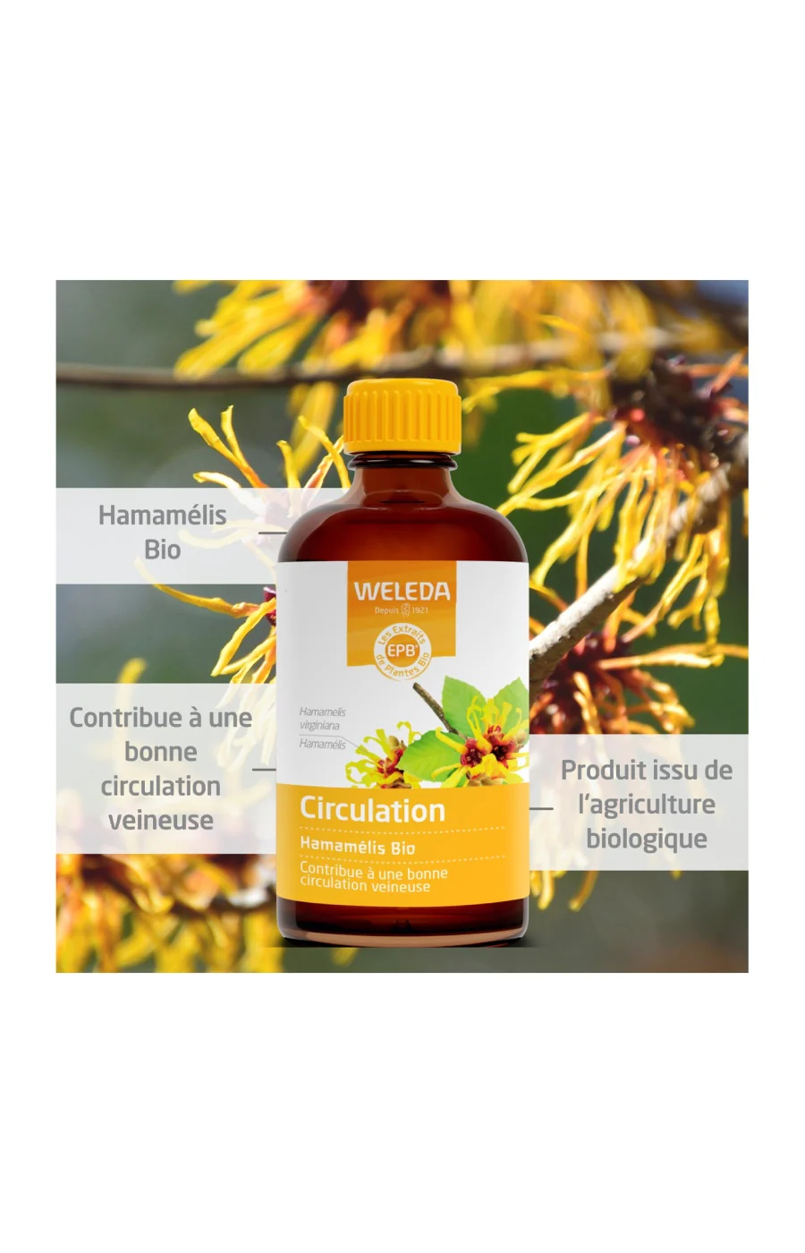 EPB® Hamamélis bio - Circulation - 100 ml - Image 2