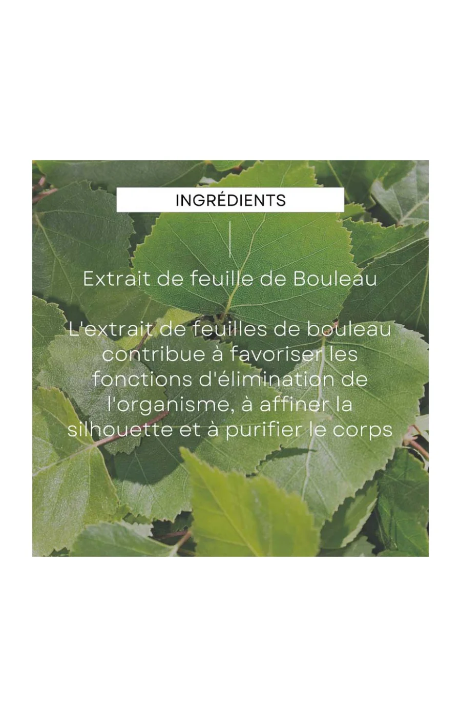 Huile de massage minceur - Bouleau - 200 ml - Image 3